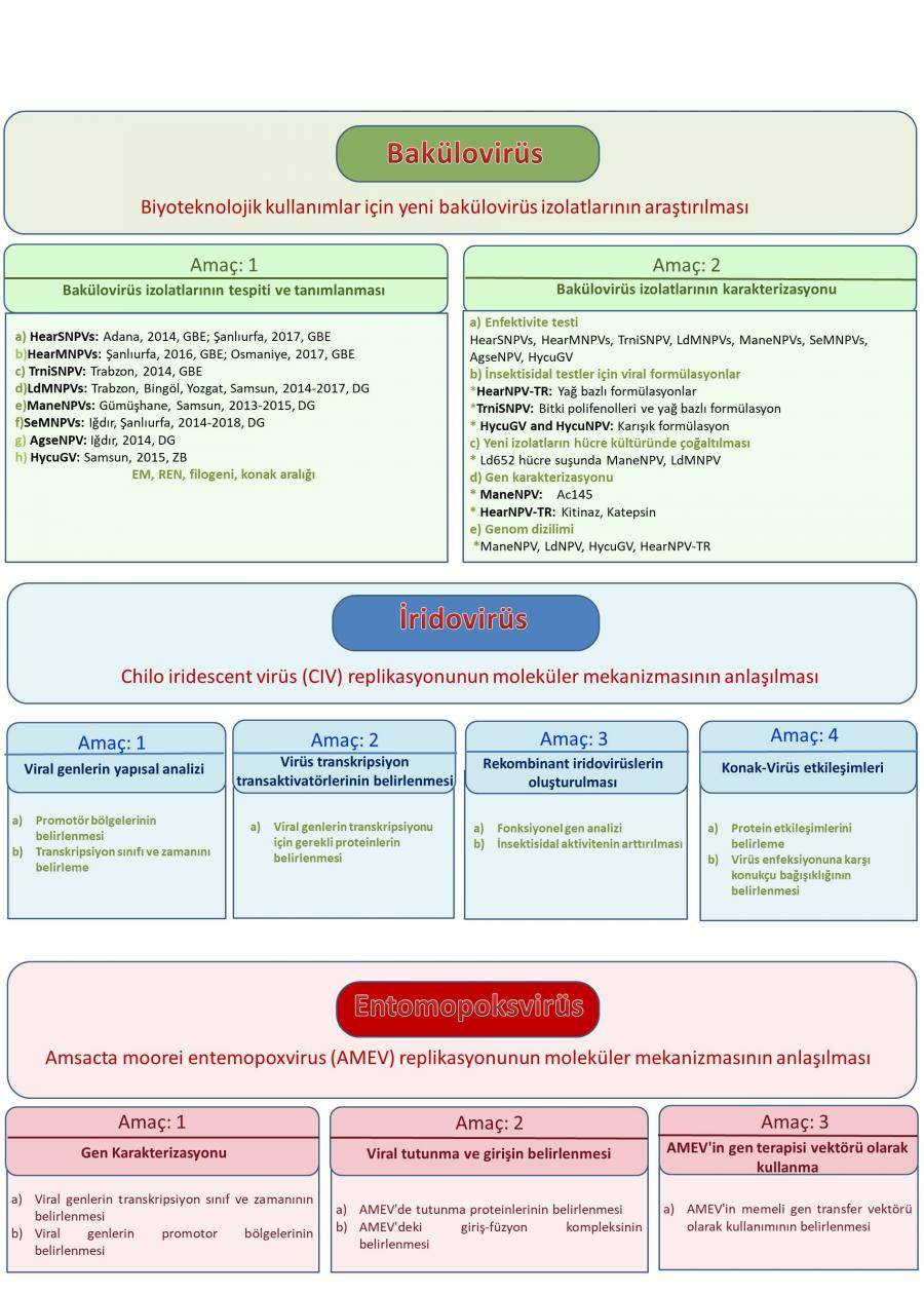 Virüs Çalışmaları