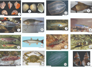 Üniversitemiz Sürmene Deniz Bilimleri Fakültesinin Ortağı Olduğu Proje ile Kızılırmak Deltasında 26 İstilacı Tür Keşfedildi