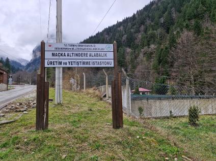 Damızlık Stok Yönetimi ve Yumurta Larva Kalitesi Araştırma ve Geliştirme Projesi