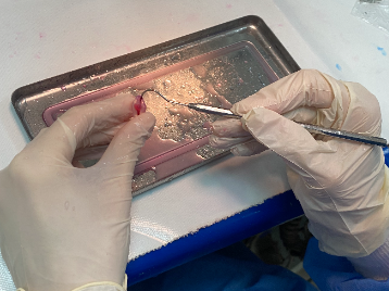 Endodonti Eğitim Modelleri