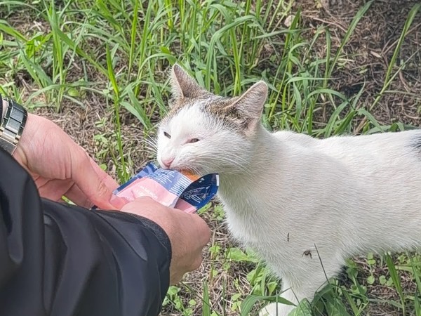 "Sokaktaki Dostlarımız İçin Bir Kap Mama" Etkinliği